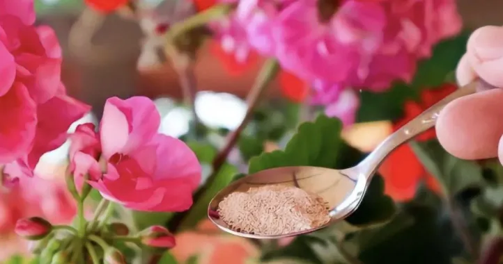 🌺 Пишне цвітіння герані гарантовано 🌺 Пишне цвітіння герані гарантовано