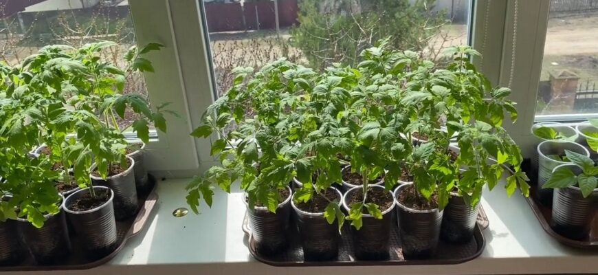 В січні, лютому чи в березні? Ось коли у 2026 році треба висівати розсаду, щоб отримати щедрий урожай В січні, лютому чи в березні? Ось коли у 2026 році треба висівати розсаду, щоб отримати щедрий урожай