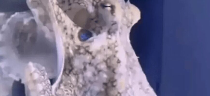 Батько купив синові восьминога: подарунок обернувся трагедією Батько купив синові восьминога: подарунок обернувся трагедією