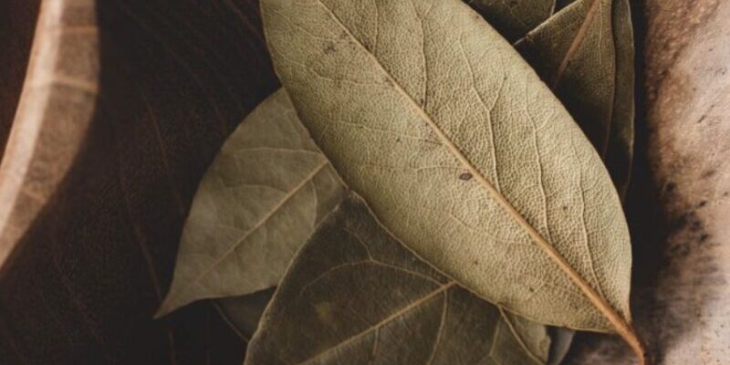 Навіщо наші бабусі щовечора запалювали лавровий листочок: цей трюк неодмінно вам сподобається Навіщо наші бабусі щовечора запалювали лавровий листочок: цей трюк неодмінно вам сподобається