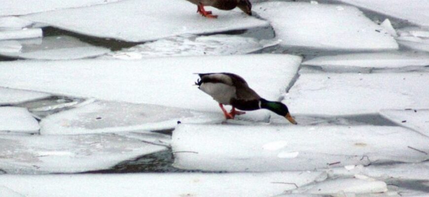 Коли у Києві припиняться морози: відома синоптикиня поділилася прогнозом “для своїх” Коли у Києві припиняться морози: відома синоптикиня поділилася прогнозом “для своїх”