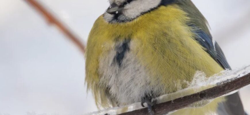 Чи буде рання весна: якої погоди чекати українцям у лютому 2026 року Чи буде рання весна: якої погоди чекати українцям у лютому 2026 року