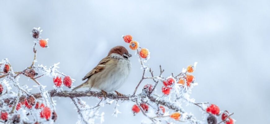 Скільки триватимуть суворі морози: де і коли в Україні будуть плюсові температури – Укргідрометцентр Скільки триватимуть суворі морози: де і коли в Україні будуть плюсові температури – Укргідрометцентр