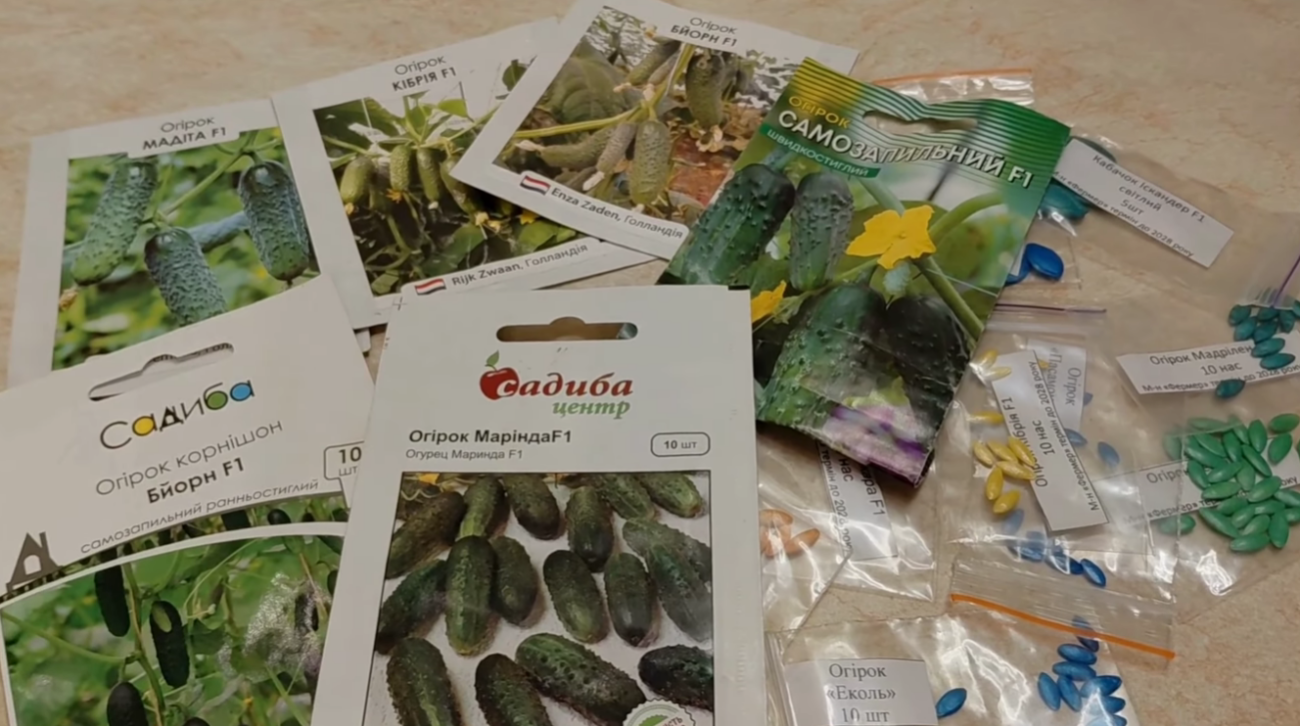 Городники серед 100 сортів врожайних огірків обрали найкращі