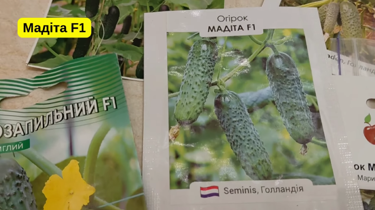 Городники серед 100 сортів врожайних огірків обрали найкращі