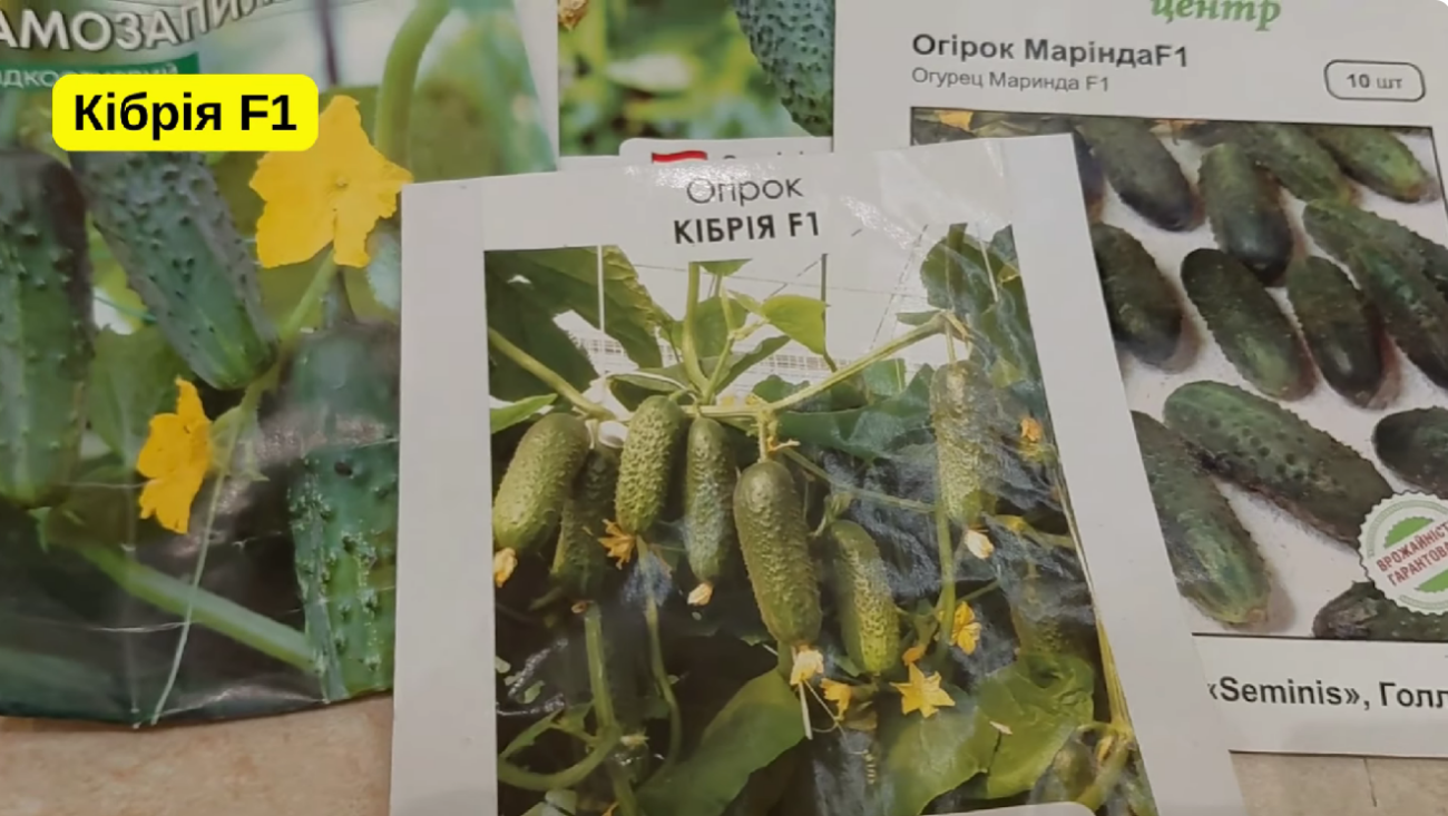 Городники серед 100 сортів врожайних огірків обрали найкращі