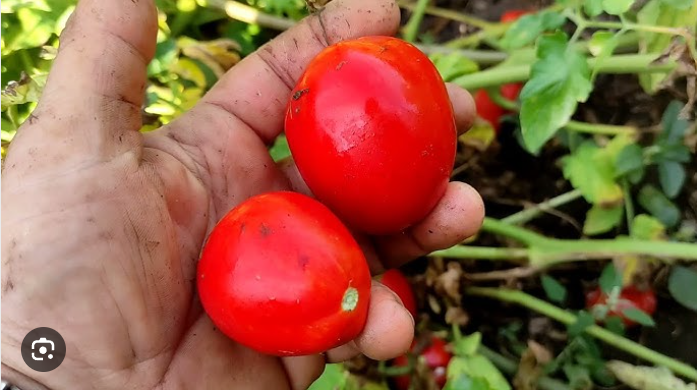 Ми їх для користі, а вони того не вартують: 2 сорти помідорів, які розчаровують з року в рік Ми їх для користі, а вони того не вартують: 2 сорти помідорів, які розчаровують з року в рік