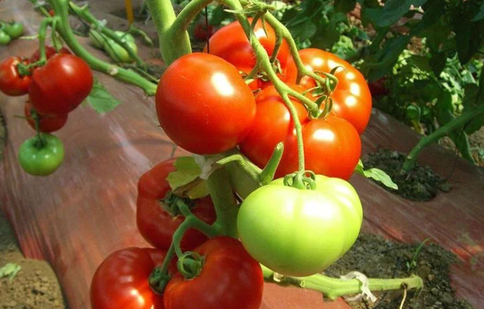 Городники назвали сорти томатів, які стали головним розчаруванням