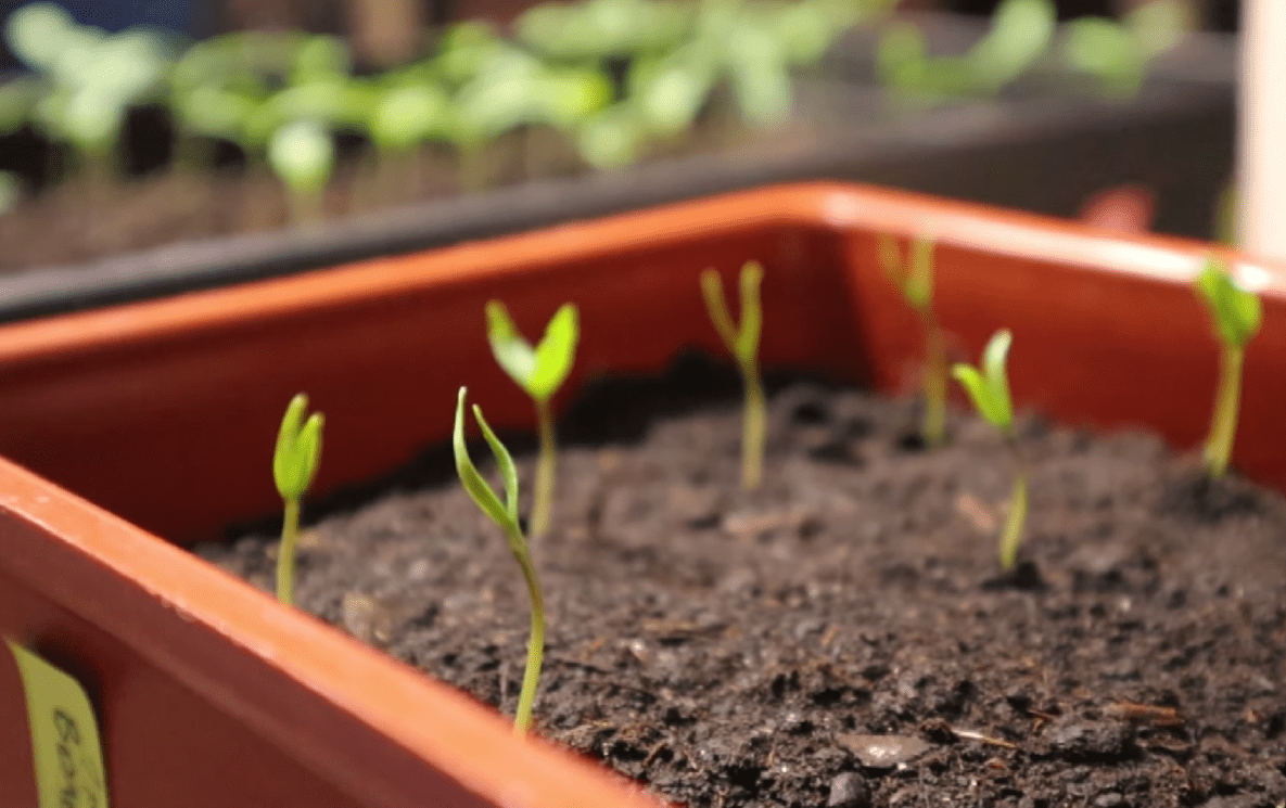 Як врятувати витягнуто розсаду