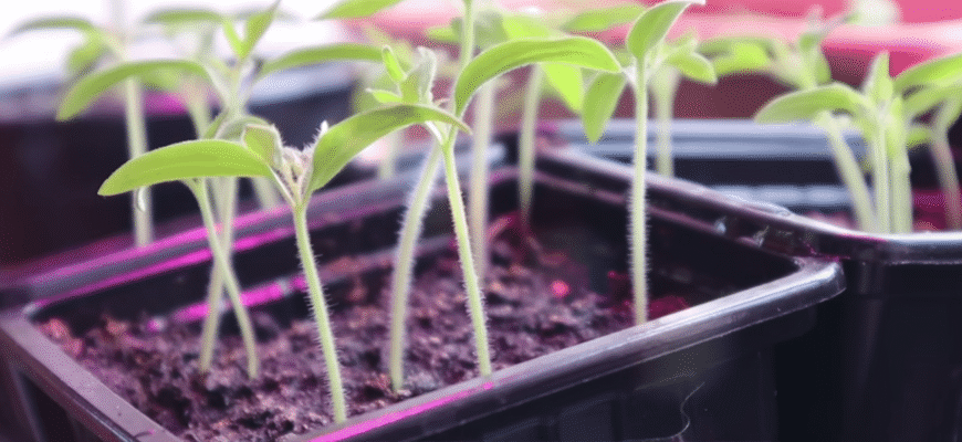 Якщо посадите розсаду в ці дні лютого, то вона буде міцною: це не магія, а точний розрахунок Якщо посадите розсаду в ці дні лютого, то вона буде міцною: це не магія, а точний розрахунок