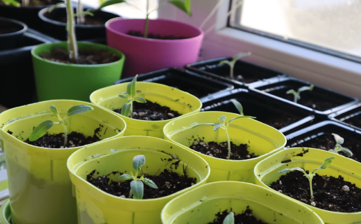 Городники розповіли, що додати у ґрунт під посадку розсади томатів і перцю