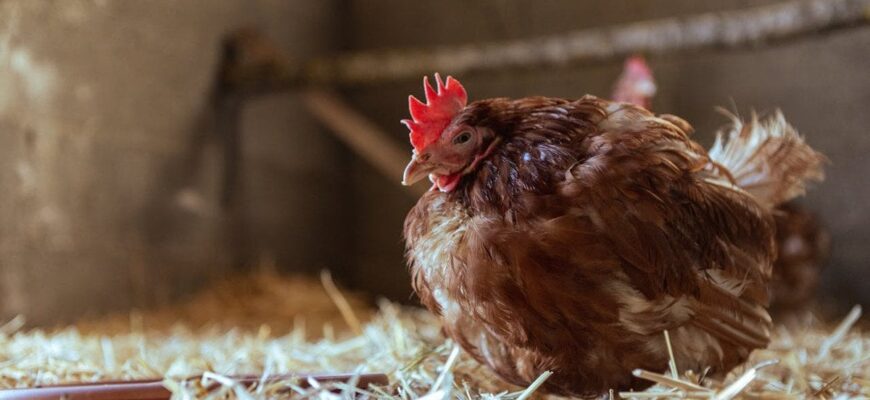 Три породи курей, які несуть яйця взимку без паузи: їстимете яєчню щодня Три породи курей, які несуть яйця взимку без паузи: їстимете яєчню щодня