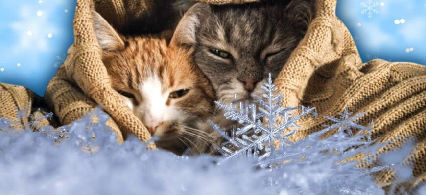 Україну після потепління накриє підступний циклон: синоптики шокували прогнозом Україну після потепління накриє підступний циклон: синоптики шокували прогнозом