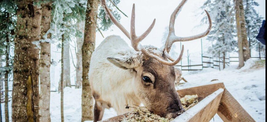 Від -20 до нуля: Діденко сказала, коли зима почне відступати — прогноз на 15 січня Від -20 до нуля: Діденко сказала, коли зима почне відступати — прогноз на 15 січня