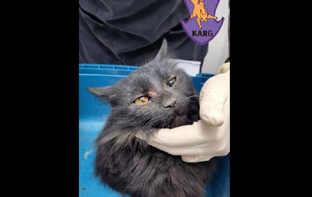 Власниця відразу здалася дивакуватою: У Києві врятували кішку, яка впала з 9-го поверху Власниця відразу здалася дивакуватою: У Києві врятували кішку, яка впала з 9-го поверху