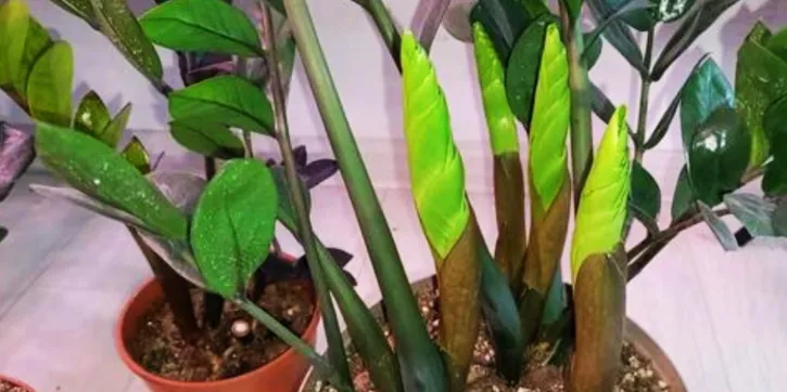 Як змусити заміокулькас рости швидше: ефективні добрива та догляд Як змусити заміокулькас рости швидше: ефективні добрива та догляд