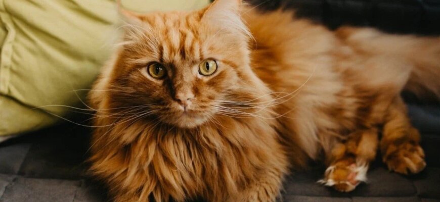 “Знайомтеся, Теодор!”: Мережу підірвали кадри одного з найбільших котів у світі (відео) “Знайомтеся, Теодор!”: Мережу підірвали кадри одного з найбільших котів у світі (відео)