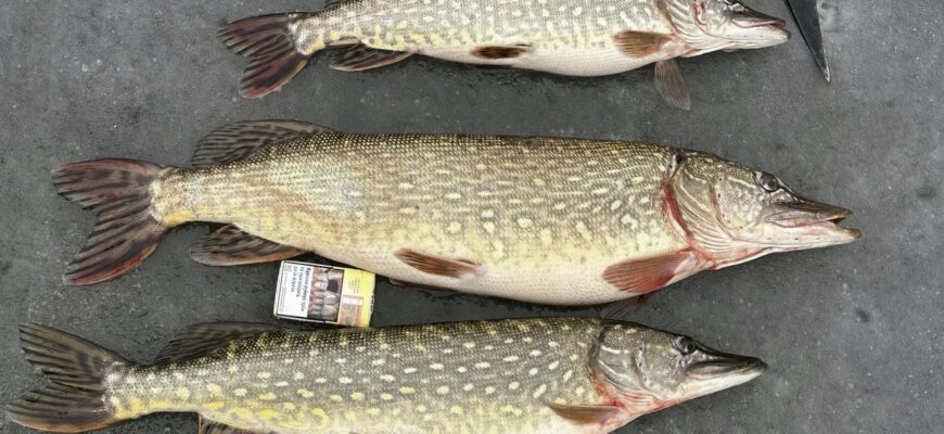 Жінка-професіоналка: На Рівненщині Тетяна Козачок спіймала величезну щуку (ФОТО) Жінка-професіоналка: На Рівненщині Тетяна Козачок спіймала величезну щуку (ФОТО)