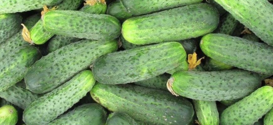 Забудьте про гіркоту та порожнечі: ці 5 сортів огірків у 2026 році радять висаджувати фермерам Забудьте про гіркоту та порожнечі: ці 5 сортів огірків у 2026 році радять висаджувати фермерам
