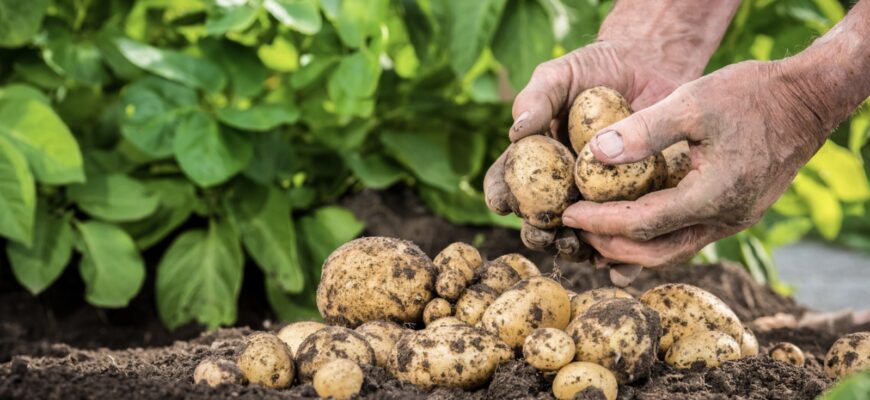 Добре розварюються й мають насичений аромат: українцям назвали найсмачніші сорти картоплі Добре розварюються й мають насичений аромат: українцям назвали найсмачніші сорти картоплі