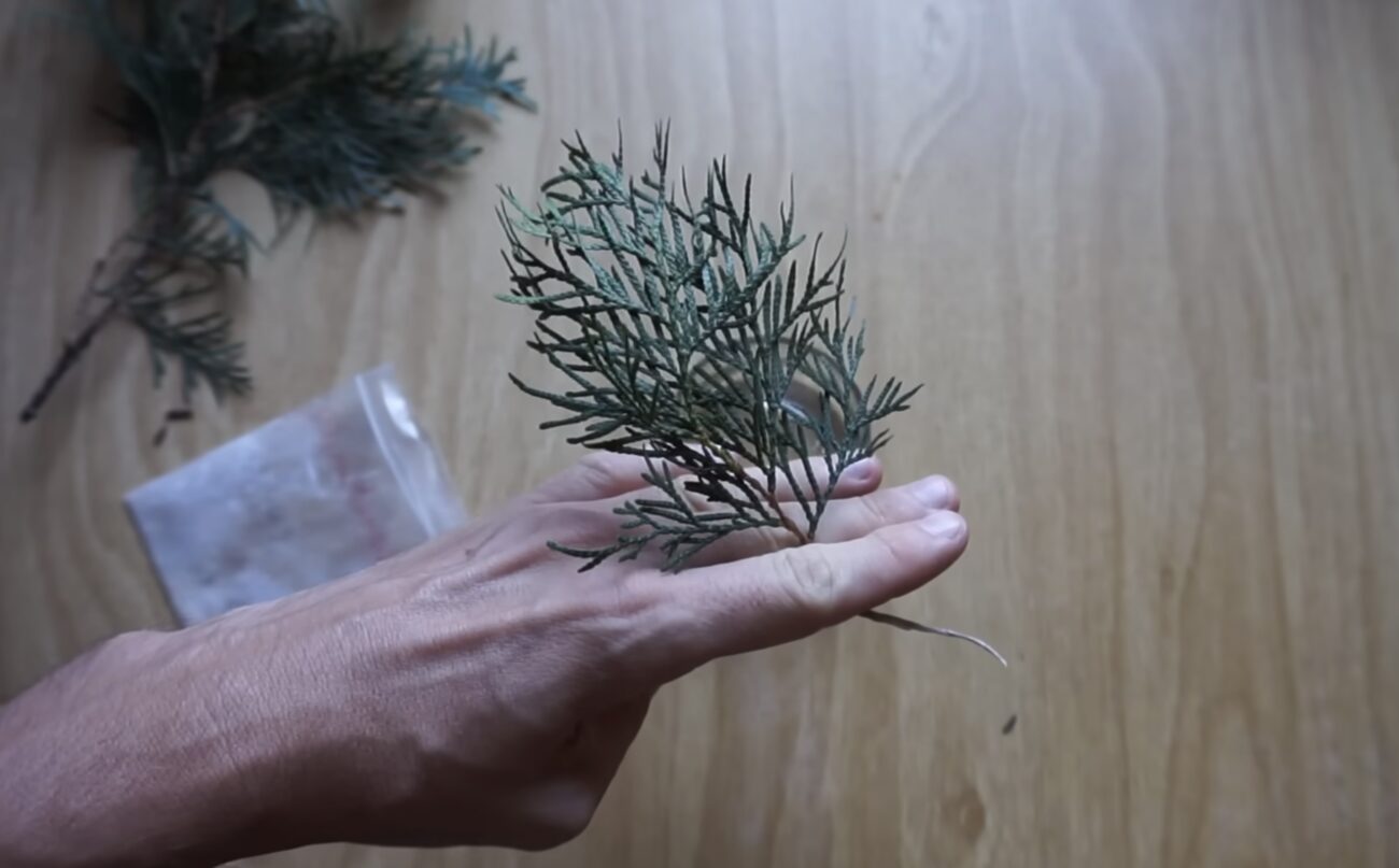 Садівники розповіли, як отримати саджанці туї безкоштовно