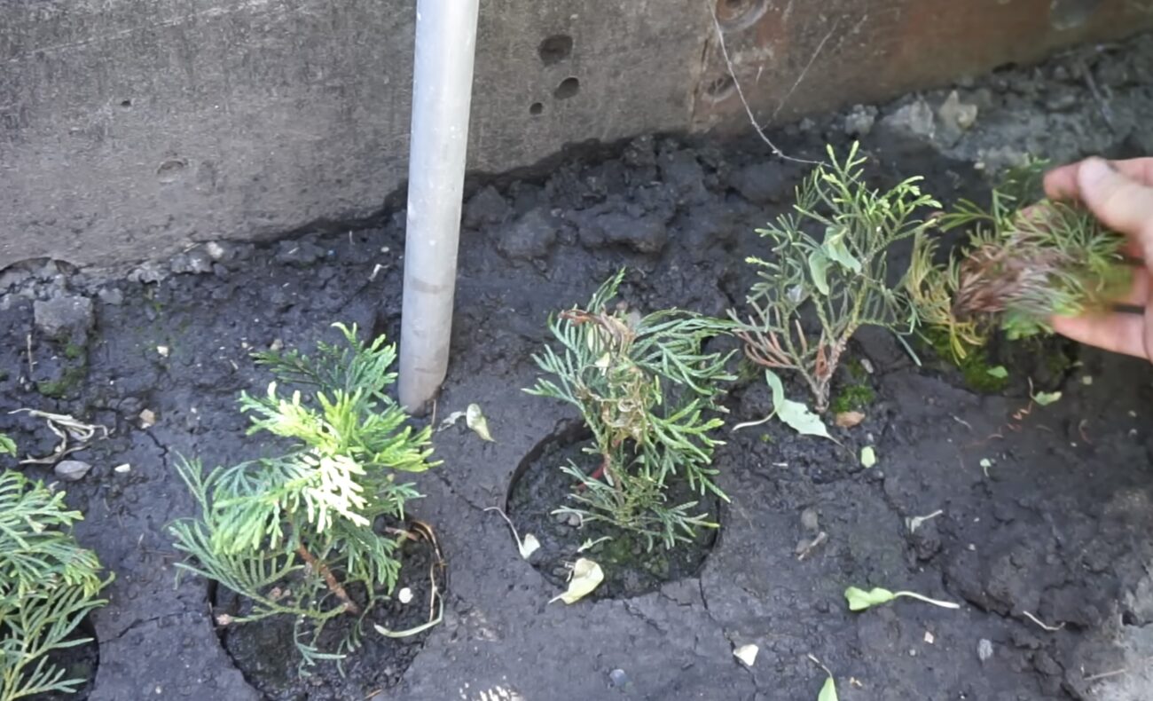 Садівники розповіли, як отримати саджанці туї безкоштовно Садівники розповіли, як отримати саджанці туї безкоштовно