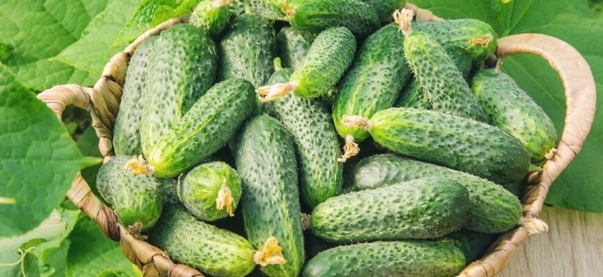 Не пропустіть час! Коли найкраще садити огірки на розсаду, а коли — в ґрунт Не пропустіть час! Коли найкраще садити огірки на розсаду, а коли — в ґрунт