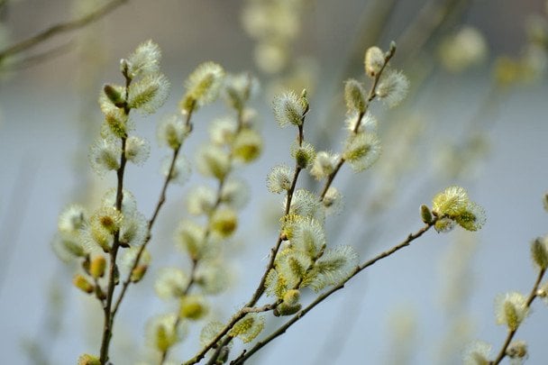Народні прикмети 1 березня / © pexels.com