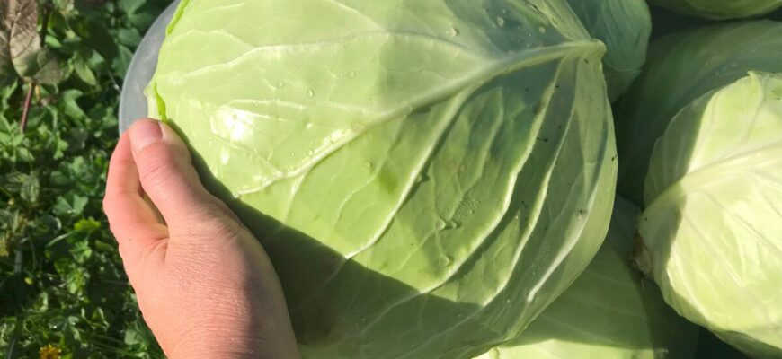 Після цієї 1 популярної помилки капуста тріскається: агроном пояснив, як поливати правильно до збору Після цієї 1 популярної помилки капуста тріскається: агроном пояснив, як поливати правильно до збору