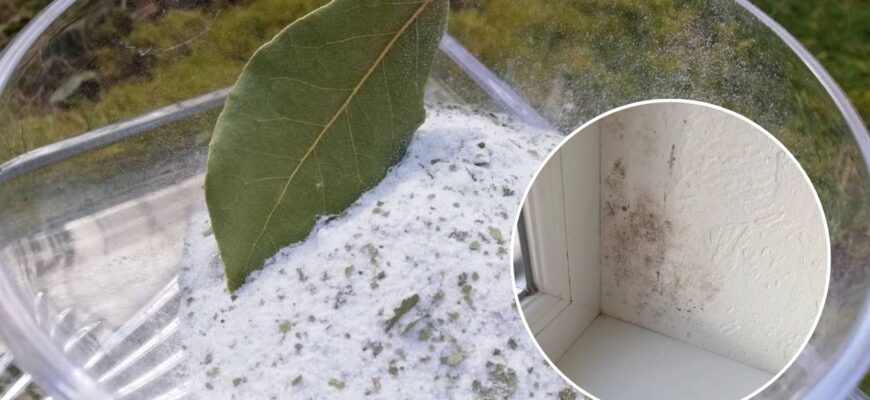 Ставлю на вікно мисочку із сіллю, а туди 5 лаврових листків – 2 цілих, 3 подрібнених: не забобони, а “трюк” Ставлю на вікно мисочку із сіллю, а туди 5 лаврових листків – 2 цілих, 3 подрібнених: не забобони, а “трюк”