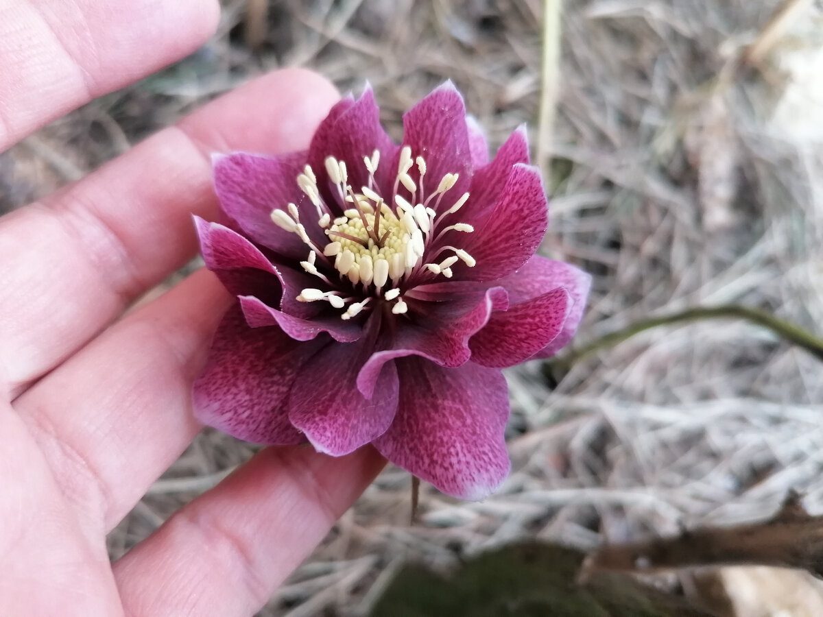 Садівники назвали рослину, яка починає цвісти ще в лютому та радує око довго – назва красивої квітки