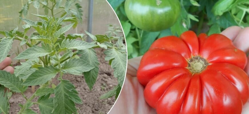 1 стакан під кущ — і розсада томатів міцнішає: жодного пустоцвіту незалежно від погоди. І в спеку, і в холод 1 стакан під кущ — і розсада томатів міцнішає: жодного пустоцвіту незалежно від погоди. І в спеку, і в холод