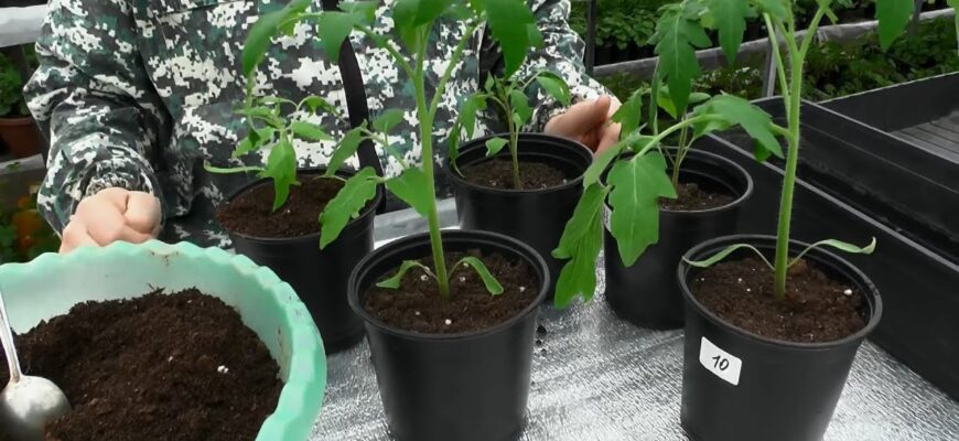 Не розсада, а потужні “дубки”: 2 ложки на склянку теплої води – і мої перці з томатами міцніють на очах Не розсада, а потужні “дубки”: 2 ложки на склянку теплої води – і мої перці з томатами міцніють на очах