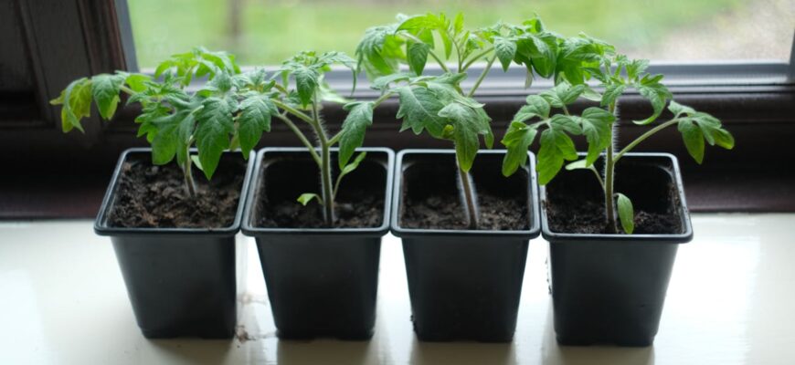 Торік моя розсада томатів у стаканах витягнулась: рятувала кожну рослину вручну. Не повторюйте мої помилки Торік моя розсада томатів у стаканах витягнулась: рятувала кожну рослину вручну. Не повторюйте мої помилки