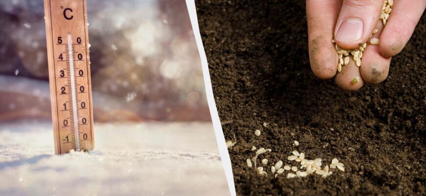 Уже в травні буде повний город: що сіяти в лютому на розсаду Уже в травні буде повний город: що сіяти в лютому на розсаду