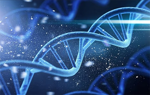 Науковці з’ясували, що тривалість життя на 55% залежить від спадковості Науковці з’ясували, що тривалість життя на 55% залежить від спадковості