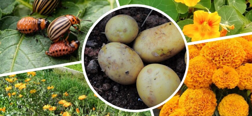 Бабця, царство їй небесне, розказала цей секрет ще років 10 тому: 3 квітки – і колорад не чіпає картоплю Бабця, царство їй небесне, розказала цей секрет ще років 10 тому: 3 квітки – і колорад не чіпає картоплю