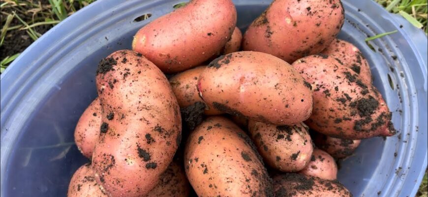 Перед посадкою картоплі кладу це в лунку: урожай більший вдвічі – і це без дорогих добрив Перед посадкою картоплі кладу це в лунку: урожай більший вдвічі – і це без дорогих добрив