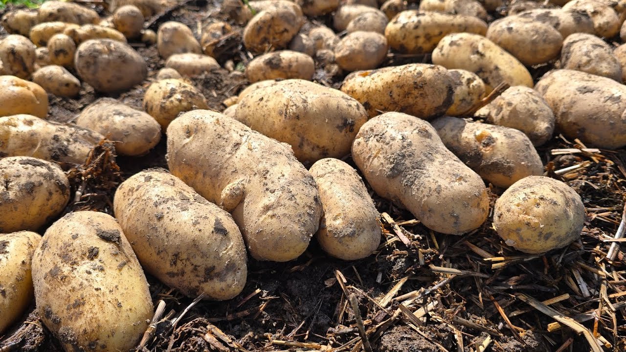 Городники розповіли, як вибрати найкраще місце для посадки картоплі