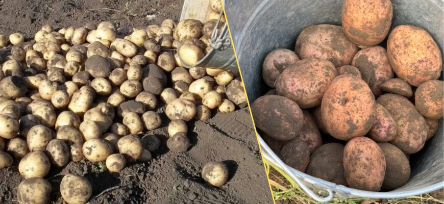 🥔 «Не саджу картоплю, поки не зроблю цю 1 дію!»: секрет, який врятує ваш врожай від гниття (гіркий досвід 2025 року) 🛑 🥔 «Не саджу картоплю, поки не зроблю цю 1 дію!»: секрет, який врятує ваш врожай від гниття (гіркий досвід 2025 року) 🛑