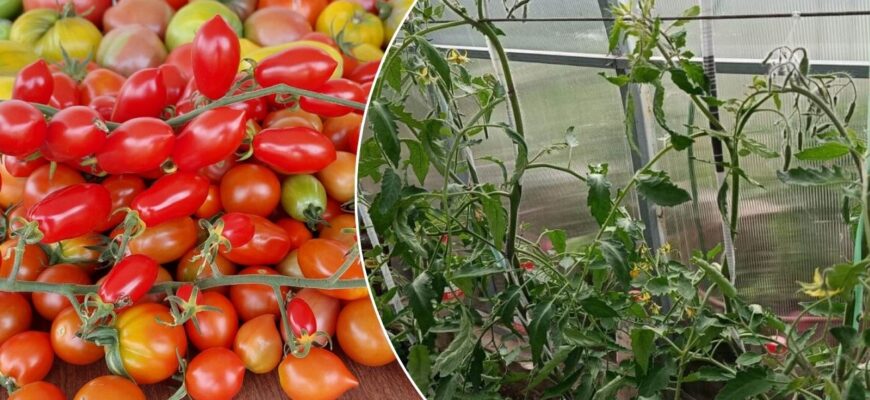 Літо 2026 буде прохолодним і вологим — ідеально для фітофтори: 3 сорти томатів, що не бояться грибка Літо 2026 буде прохолодним і вологим — ідеально для фітофтори: 3 сорти томатів, що не бояться грибка