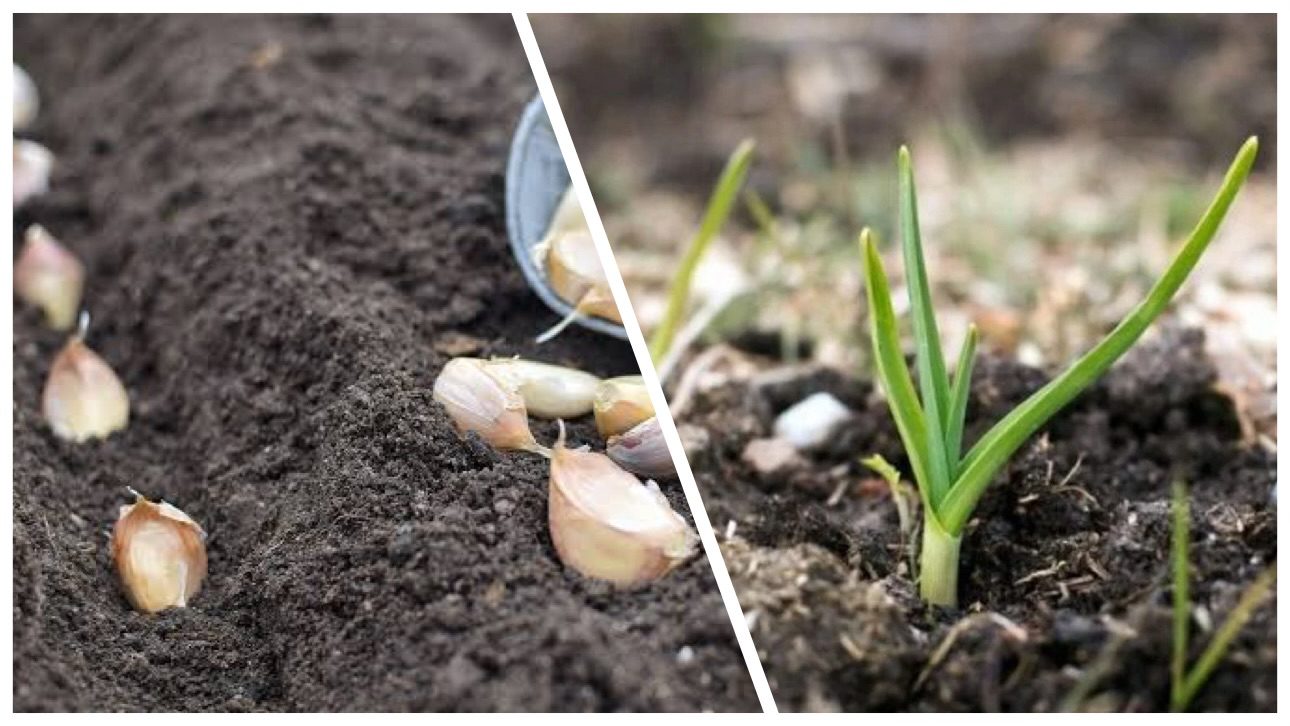 Городники розповіли, як доглядати за озимим часником навесні