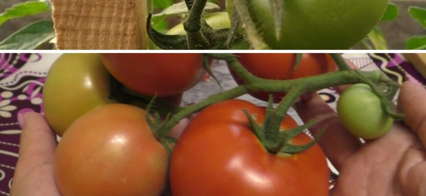 Невисокі, міцні, з червоними плодами: ці помідори я з року в рік збираю раніше терміну Невисокі, міцні, з червоними плодами: ці помідори я з року в рік збираю раніше терміну