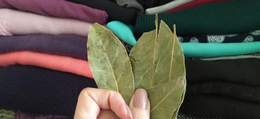 Кладу лавровий лист у шафу, але не для запаху: 1 дія, і результат здивував навіть свекруху-скептика Кладу лавровий лист у шафу, але не для запаху: 1 дія, і результат здивував навіть свекруху-скептика