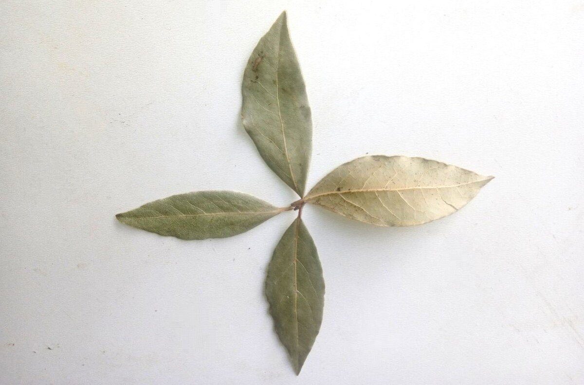 Експерти пояснили, як лавровий лист допомагає у шафі з одягом та навіщо він взагалі там
