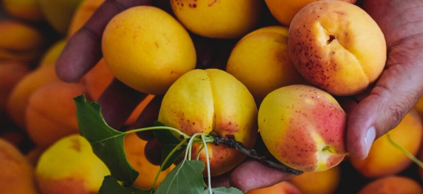 Абрикос “родить” 1 раз у 2 роки, але не в мене: 3 обов’язкові підживлення, аби збирати врожай щороку Абрикос “родить” 1 раз у 2 роки, але не в мене: 3 обов’язкові підживлення, аби збирати врожай щороку