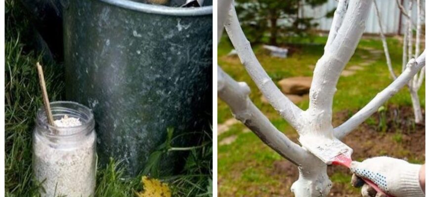 Я створила побілку, що не змивається 6 місяців. Тепер дощ може не старатися: дерева залишаються елегантними Я створила побілку, що не змивається 6 місяців. Тепер дощ може не старатися: дерева залишаються елегантними