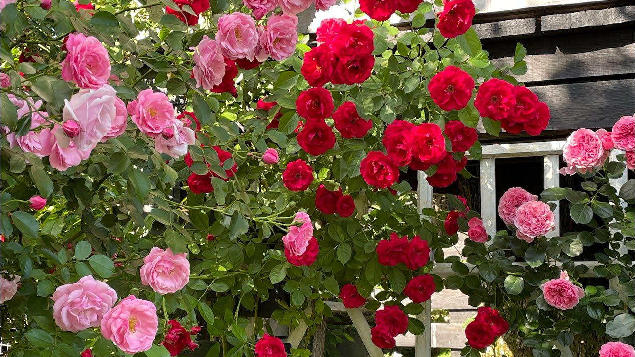 Садівники розповіли, чим підживити троянди у жовтні, щоб вони легко перезимували