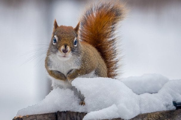 Народні прикмети 26 лютого / © pexels.com