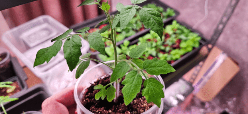 Помідорна розсада як “жирафа”: у чому помилка посіву в стакани і як виростити міцні стебла на всі 100 Помідорна розсада як “жирафа”: у чому помилка посіву в стакани і як виростити міцні стебла на всі 100